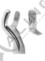 Extracting Forceps With Anatomically Shaped Handle